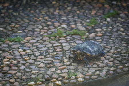 Tortoise inside a pond at a zooの写真素材