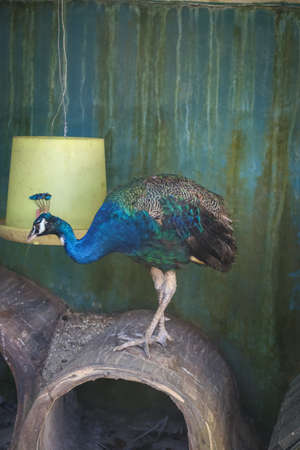 isolated shot of a blue peacock resting on top of a tree branch at a azooの写真素材
