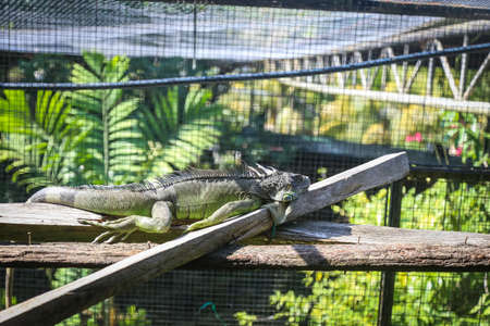 Iguana inside a cage at a zooの写真素材