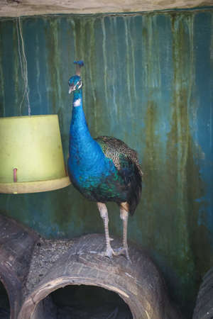 isolated shot of a blue peacock resting on top of a tree branch at a azooの写真素材