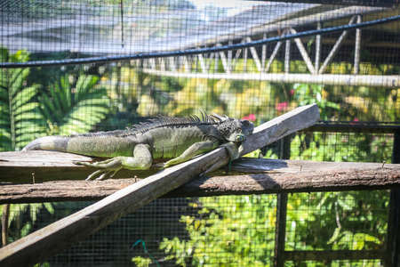 Iguana inside a cage at a zooの写真素材