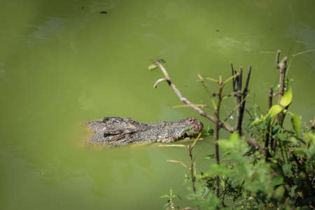 isolated shot of a large crocodile resting inside the cage at Jong's Crocodile Farm, Kuching, Sarawak, Malaysiaの写真素材