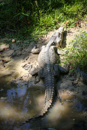 isolated shot of a large crocodile resting inside the cage at Jong's Crocodile Farm, Kuching, Sarawak, Malaysiaの写真素材