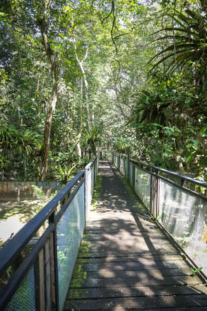 Scenic natural view of a forest pathの写真素材