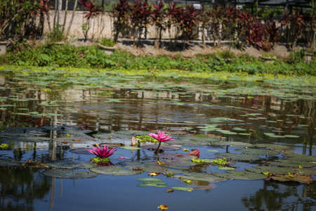 Lotus or water lily at a pondの写真素材