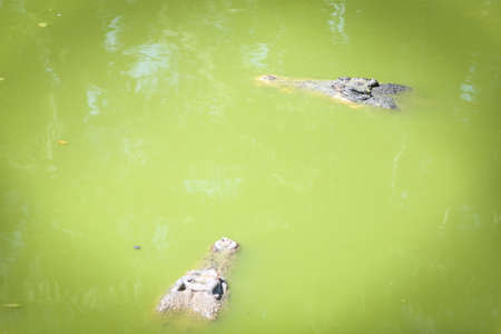 isolated shot of a large crocodile resting inside the cage at Jong's Crocodile Farm, Kuching, Sarawak, Malaysiaの写真素材