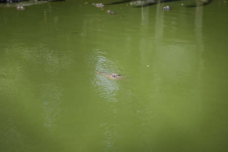 isolated shot of a large crocodile resting inside the cage at Jong's Crocodile Farm, Kuching, Sarawak, Malaysiaの写真素材