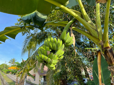 Closed up shot of a bunch of unripe bananas on banana treeの写真素材