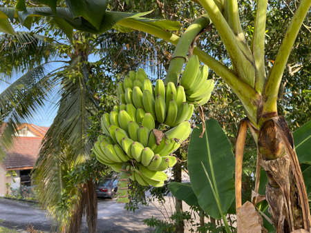 Closed up shot of a bunch of unripe bananas on banana treeの写真素材