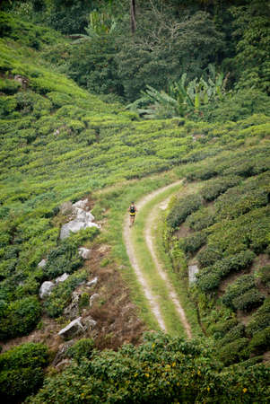 Walking through the tea treeの写真素材