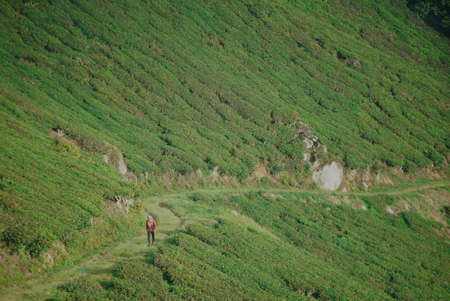 The tea tree at the hill slope, Cameron Highlandの写真素材