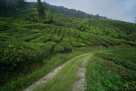 Spectacular view of tea plantation at Cameron Highlandの写真素材