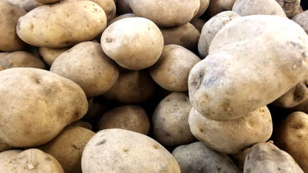 Close-up View of Raw Baby Potatoesの写真素材
