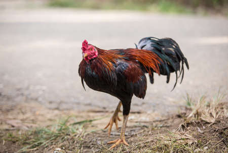 The roosterの写真素材