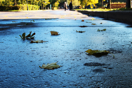 Fallen leaves on the pavement in the parkの写真素材