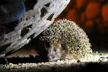 Night scared hedgehog hiding under the car nearの写真素材