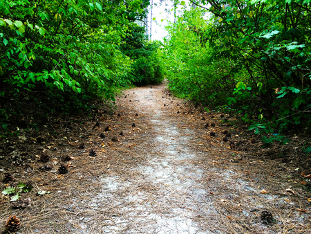 path in coniferous forestの写真素材