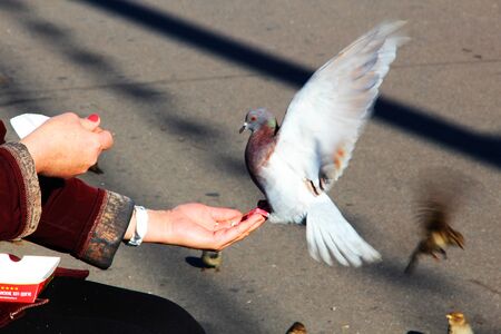 Dove on hand with spread wingsの写真素材