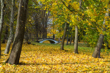 Beautiful autumn in a city park. Graceful arched bridge with yellow leaves. Colorful maple trees. Beauty nature scene at fall season. Autumn park in Niasvizh, Belarusの写真素材