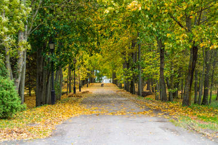 Beautiful autumn in a city park. Colorful aisle with maple trees with green and yellow leaves and human figure with a dog. Beautiful nature scene at fall season. Autumn park in Niasvizh, Belarusの写真素材