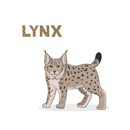 Vector illustration, a cartoon lynx, isolated on a white backgroundのイラスト素材