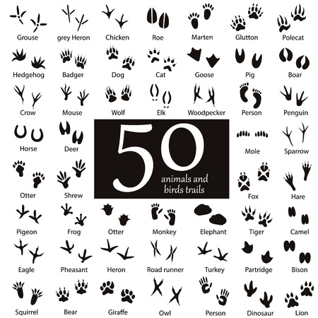 Set of animal and bird trails with name.のイラスト素材