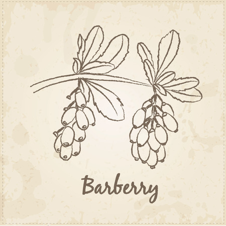 Kitchen hand-drawn herbs and spices .Health and Nature Collection. Labels for Essential Oils and Natural Supplements. Barberry.のイラスト素材