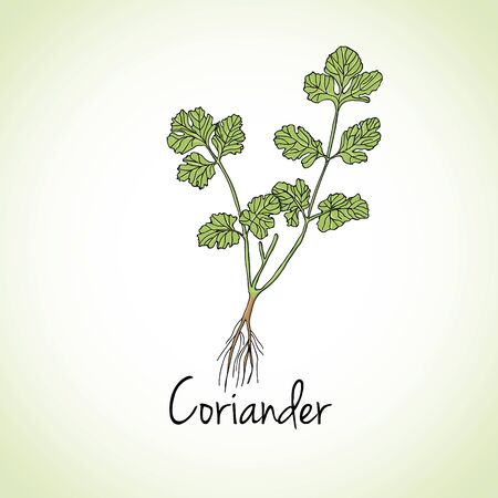 Kitchen hand-drawn herbs and spices .Health and Nature Collection. Labels for Essential Oils and Natural Supplements.のイラスト素材
