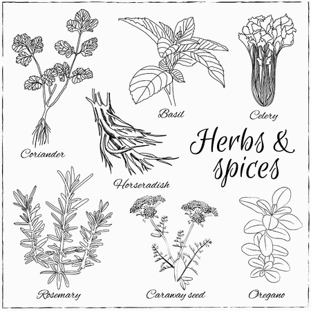 Vector hand drawn set with Herbs and Spices. Vintage illustration. Retro collection with coriander, basil, celery, horseradish, rosemary, caraway seed, oregano.のイラスト素材