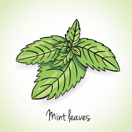 Fresh mint leaves, vector illustrationのイラスト素材