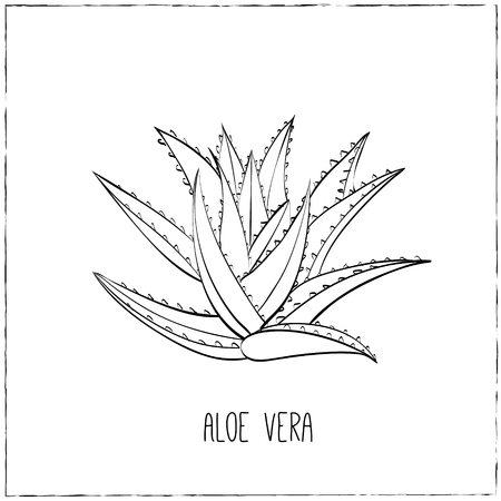Kitchen hand-drawn herbs and spices .Health and Nature Collection. Labels for Essential Oils and Natural Supplements. Aloe Vera.のイラスト素材