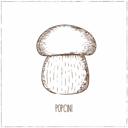 Mushrooms collection. Healthy vegetarian food. Vintage black and white illustration in the style of engravings. Hand drawn food vector background.のイラスト素材