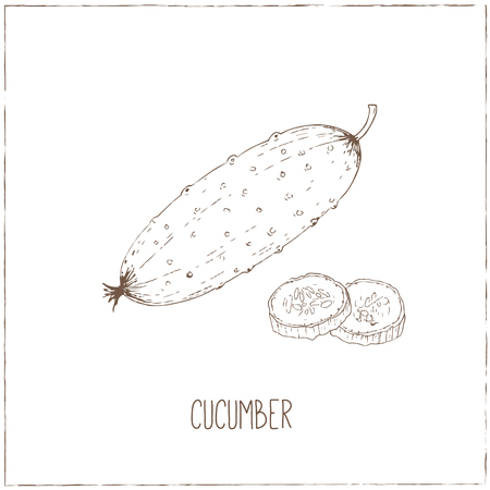 Vegetables collection. Healthy vegetarian food. Vintage black and white illustration in the style of engravings. Hand drawn food vector background.のイラスト素材