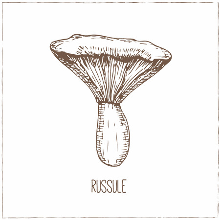 Mushrooms collection. Healthy vegetarian food. Vintage black and white illustration in the style of engravings. Hand drawn food vector background.のイラスト素材