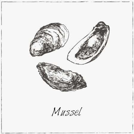 Mussel. Hand drawn sketch. Collection of seafood. Vector illustration of for design menus, recipes and packages product.のイラスト素材