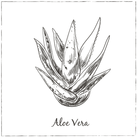 Aloe vera hand drawn. Isolated Vector illustration. Kitchen hand-drawn herbs and spices. Health and Nature Collection.のイラスト素材