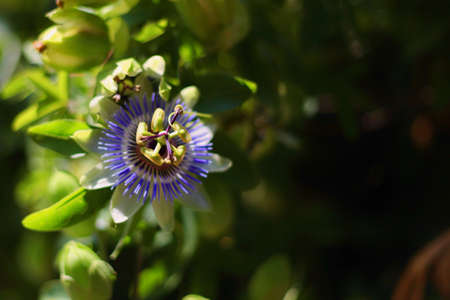 Flower with the green leavesの写真素材