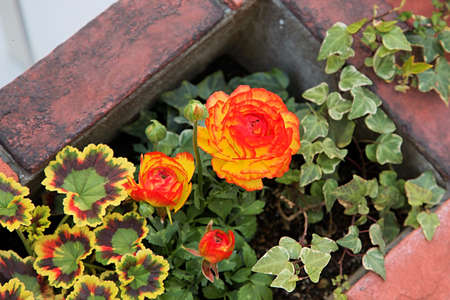 Flower with the green leavesの写真素材