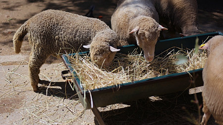 Many sheeps eating grassesの写真素材