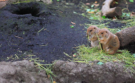 Prairie dogs standing and eating grasses on black rockの写真素材
