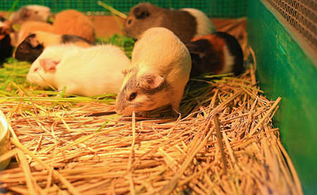 A group of guinea Pigs are eatingの写真素材