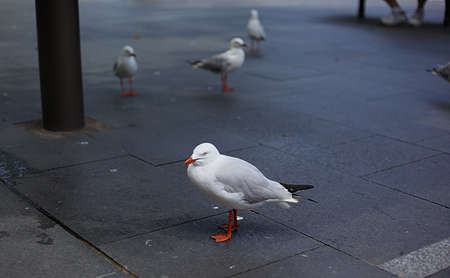 Birds standing and looking on the streetの写真素材