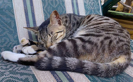 A cat resting and sleeping under sunshineの写真素材