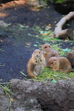 Prairie dogs standing and eating grasses on black rockの写真素材