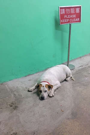 A white dog lying on the floor besides a caution sign board of please keep clear in a green wall backgroundの写真素材