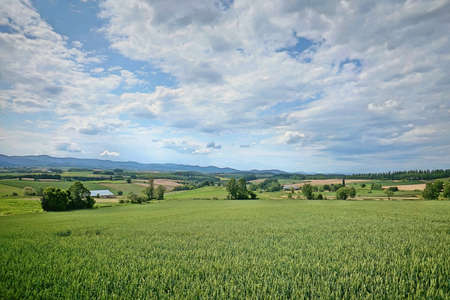 Green landscaping and countryside in a sunny summer day