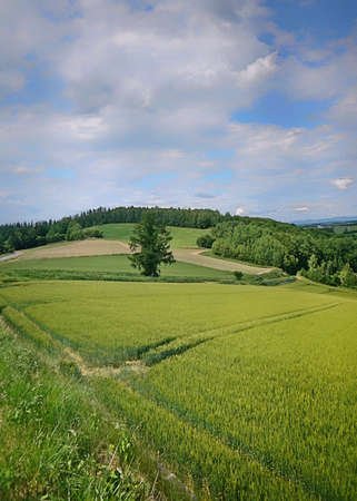 Green landscaping and countryside in a sunny summer dayの写真素材
