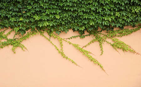 Green leaves lying on the peach color wallの写真素材