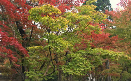 Red yellow leaves in the hill in the autumnの写真素材