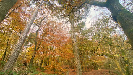Red yellow leaves in the hill in the autumnの写真素材